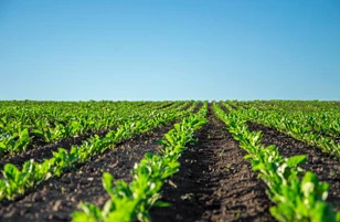 Attune Agriculture Entrapment کیڑے مار دوا کے لیے EPA رجسٹریشن محفوظ کرتا ہے۔